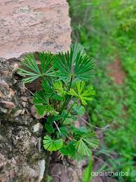 Actiniopteris dichotoma fullplant2.jpeg